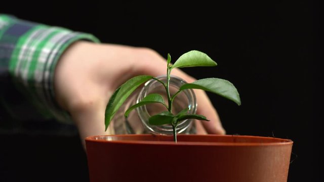 Close uo side view of brown pot with plant isolated on black background. Person waters the seedling from glass bottle