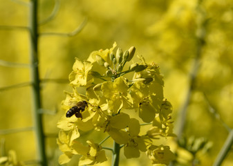 Bees collect pollen from flowers