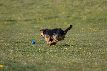 A mixed breed dog runs after a thrown ball and wants to catch it to bring back to its owner.