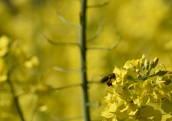 Bees collect pollen from flowers