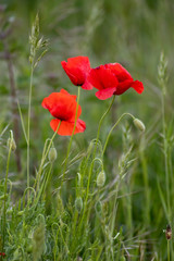 Drei rote Mohnblüten des Klatschmohns auf einer Feldwiese und Blumenwiese im Frühling zeigen die rote Klatschrose in voller Blüte vor natürlichem grünen Hintergrund mit Copy Space für Frühlingsgefühle