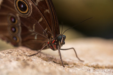 Mariposa