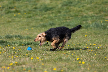 A mixed breed dog runs after a thrown ball and wants to catch it to bring back to its owner.