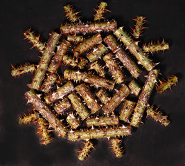 On a dark background of pieces of rosehip stalk, a figure similar to a coronavirus is laid out.