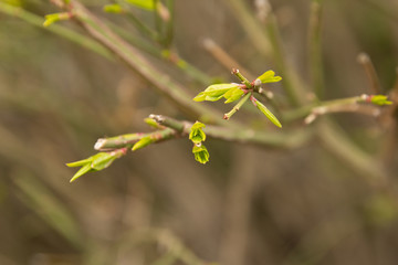 Spring Buds