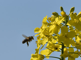 Bees collect pollen from flowers