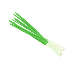 A bunch of green onions on a white background. Food, ingredients.