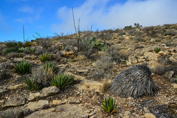 Agave, yucca, cacti and desert plants in a mountain valley landscape in New Mexico,