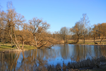 Obraz premium Beautiful young trees near the lake in early spring.