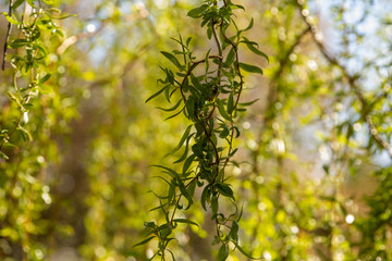 green leaves on a branch