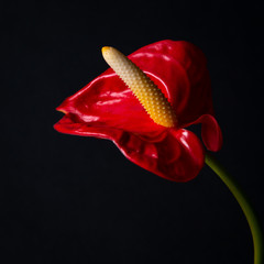 Red anthurium flower on a black background