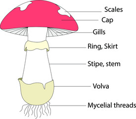 Structure of mushroom