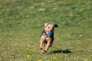 A young black and brown mixed breed dog walks with a small ball in his teeth and carries it to the owner.