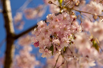 cherry blossom in spring