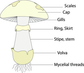 Structure of mushroom