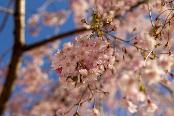 cherry blossom in spring