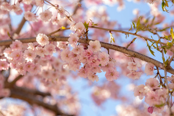 cherry blossom in spring