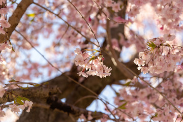 cherry blossom in spring