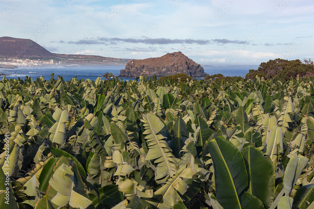 Poster traditional banana plantation on the sea coast in tenerife, canary islands, spain