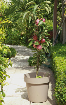 Pommier colonnaire sur une terrasse de jardin