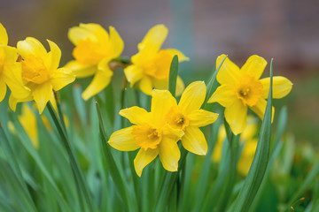 Yellow flower on a blurred background. Photo with shallow depth of field. Spring daffodils during flowering.
