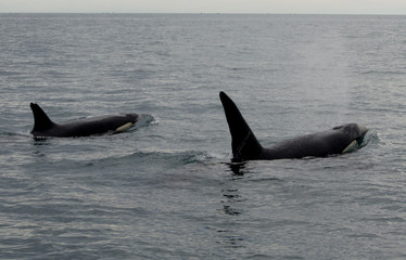 Obraz premium Killer whales or orcas swimming in the ocean, Kaikoura