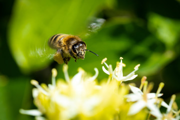Nahaufnahme einer Wildbiene beim Sammeln von Nektar
