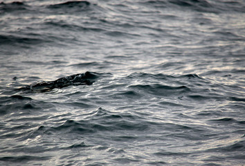 Fototapeta premium Sea waves close up view