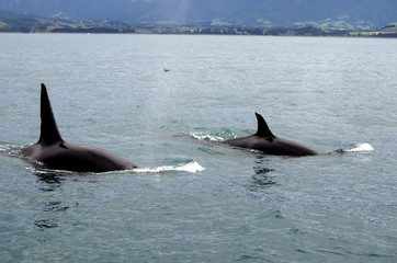 Fototapeta premium Two killer whales swimming in the coast of Kaikoura, New Zealand