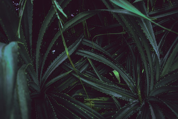 Tropikalne rośliny, zbliżenie ładne naturalne ciemne tło. - obrazy, fototapety, plakaty