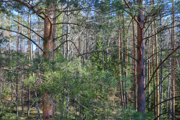 Beautiful young not dense fir and pine forest. Selective focus.