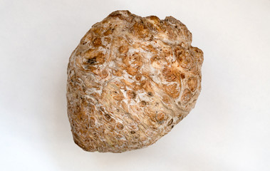 Fresh celery root is grown by hand.