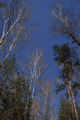 Obraz premium Tree tops birch and pine in the forest on a Sunny spring day | VERKHNYAYA PYSHMA, RUSSIA - 04 MAY 2020.