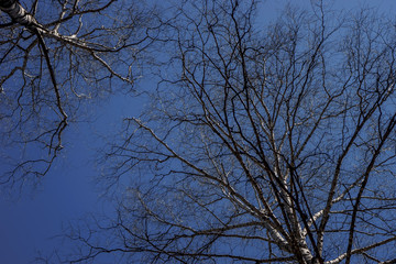 Two beautiful birches against the blue sky on a Sunny day | VERKHNYAYA PYSHMA, RUSSIA - 04 MAY 2020.