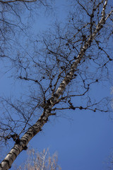 The entire trunk of the birch and branches of the tree are covered with growths and chaga | VERKHNYAYA PYSHMA, RUSSIA - 04 MAY 2020.