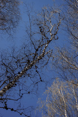Birch with a large number of growths throughout the trunk | VERKHNYAYA PYSHMA, RUSSIA - 04 MAY 2020.