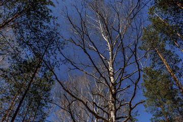 Obraz premium One large birch with long branches around other trees on a blue background | VERKHNYAYA PYSHMA, RUSSIA - 04 MAY 2020.