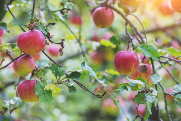 Red ripe apples on a branch in orchard. Autumn. Nature background