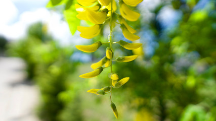 Yellow bunch (Laburnum Alpinum) in front of blue sky