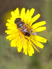 A Drone Fly (Eristalis tenax) hoverfly