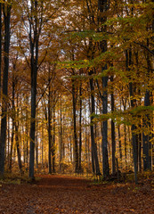 Beech wood landscape in autumn