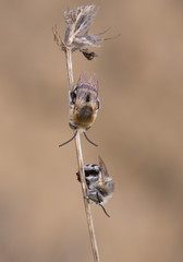  Amegilla quadrifasciata, the white-banded digger bee
