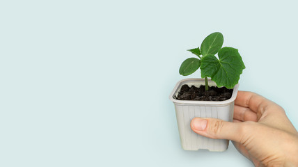 Seedling green sprout of cucumber with leaves in a grey pot on a grey background. New life, birth. Plant growing. Copy space