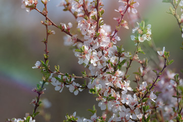 Blooming branch of felt cherry. Pink cherry blossoms. Spring blooming branches of cherry flowers on a natural blurred background. The atmosphere of a gentle spring image. banner. a copy of the space. 