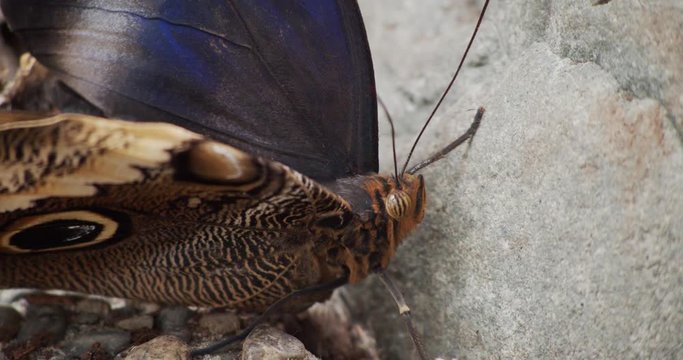 Close Up Shot Of Blue Morpho Butterfly Perched On Rock And Flapping Its Wings - Slow motion  - 