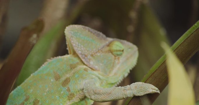 Portrait Of Green Chameleon Leaving On Plant. - close up shot