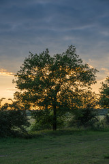 Naklejka premium A tree and bushes against an evening sky.