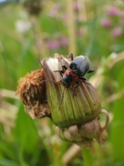 fly on a leaf