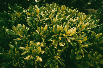 Tropikalne rośliny, zbliżenie ładne naturalne ciemne tło.