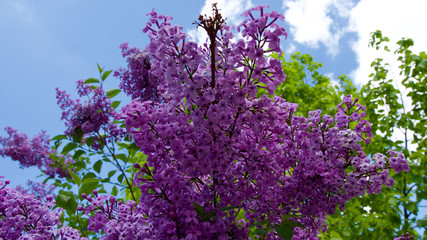 Lilac tree in front of cloudy and blue sky. Lilac tree in spring of May.